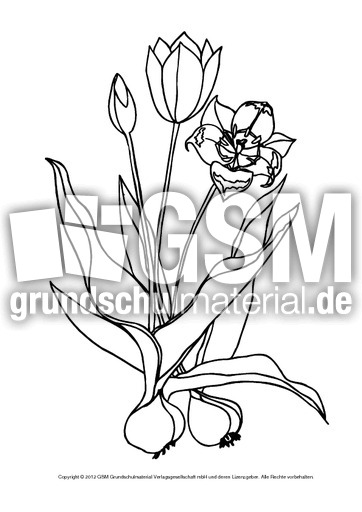 Ausmalbild-Tulpe-3.pdf